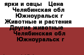 ярки и овцы › Цена ­ 1 - Челябинская обл., Южноуральск г. Животные и растения » Другие животные   . Челябинская обл.,Южноуральск г.